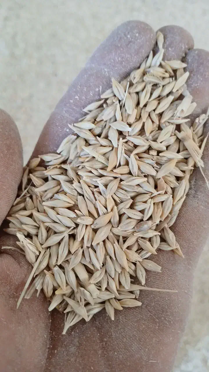 جو ایرانی ابی|حراج|زنده رود, |دیوار