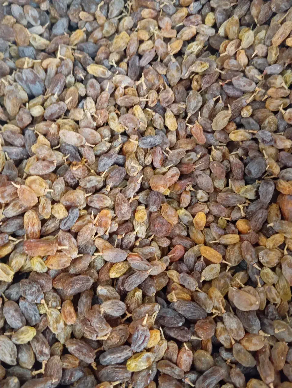 کشمش سبز طبیعی سایه خشک بدون هسته|خوردنی و آشامیدنی|یزد, |دیوار