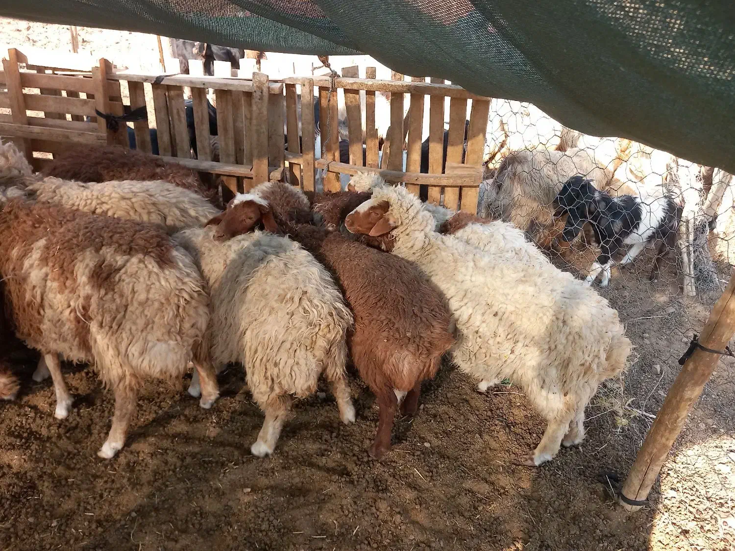 بره گوشتی|حیوانات مزرعه|کوهدشت, |دیوار