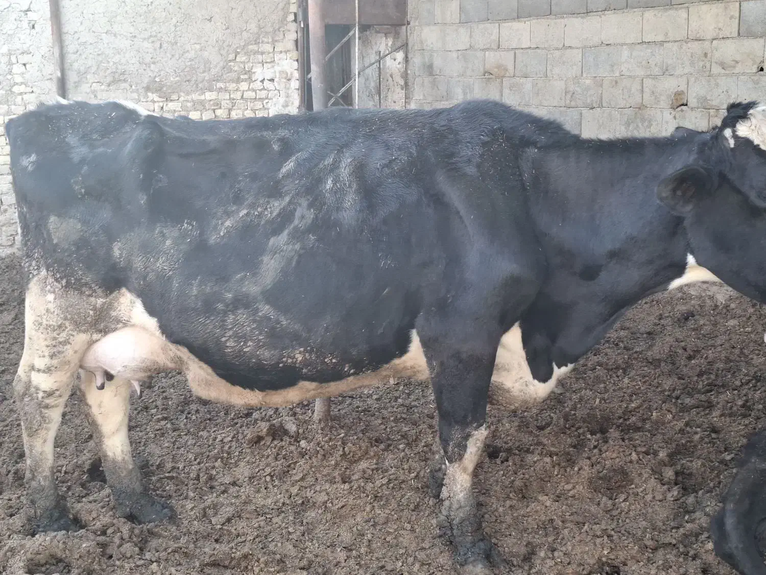 گاو|حیوانات مزرعه|اصفهان, اشکاوند|دیوار