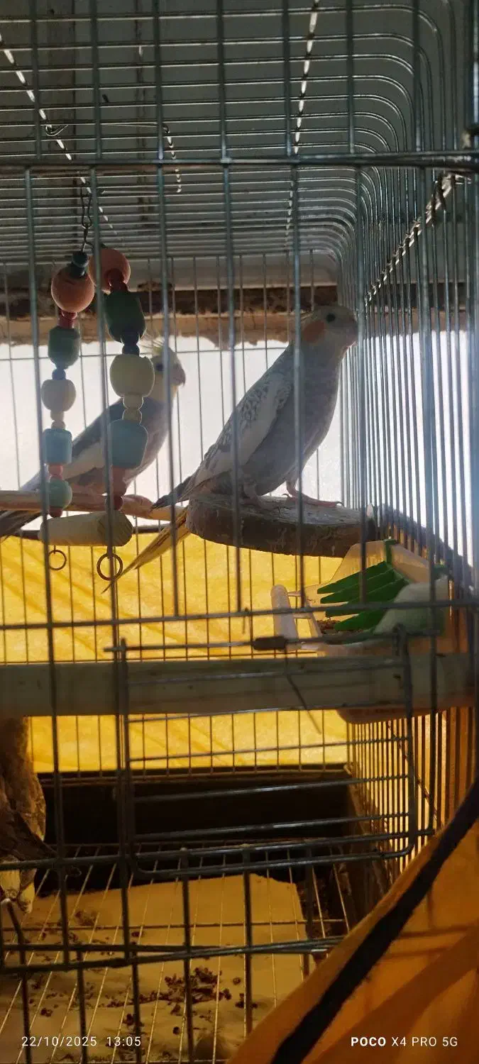 عروس هلند.ی|پرنده|اهواز, پدافند|دیوار