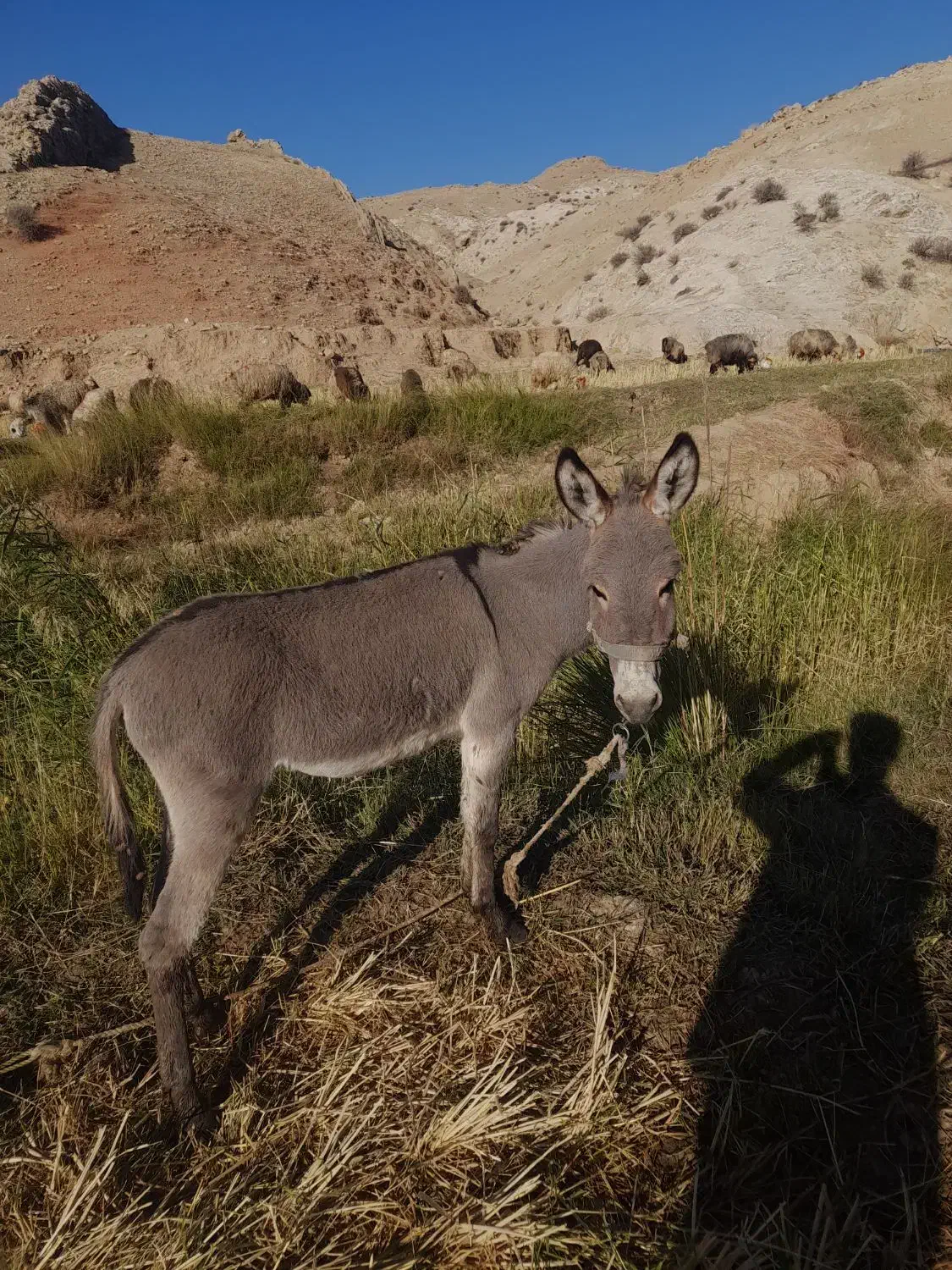 حیوان|حیوانات مزرعه|ایذه, |دیوار