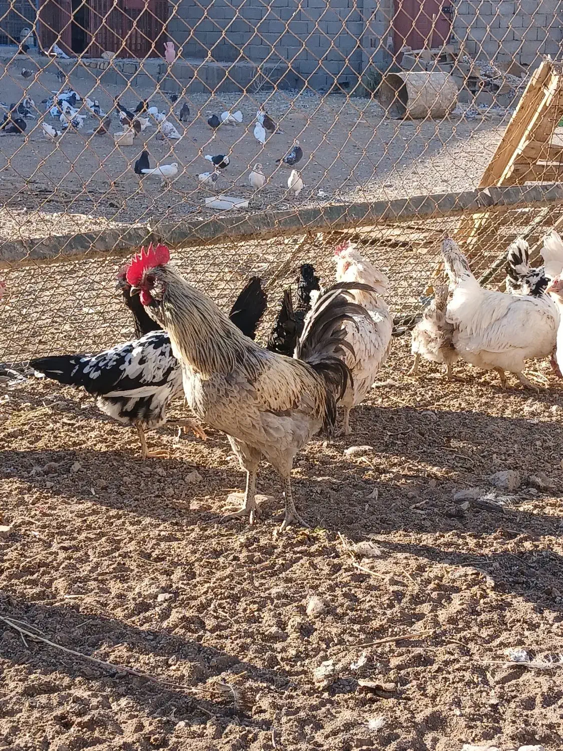 مرغ و خروس گلین عشایری|حیوانات مزرعه|زید آباد, |دیوار