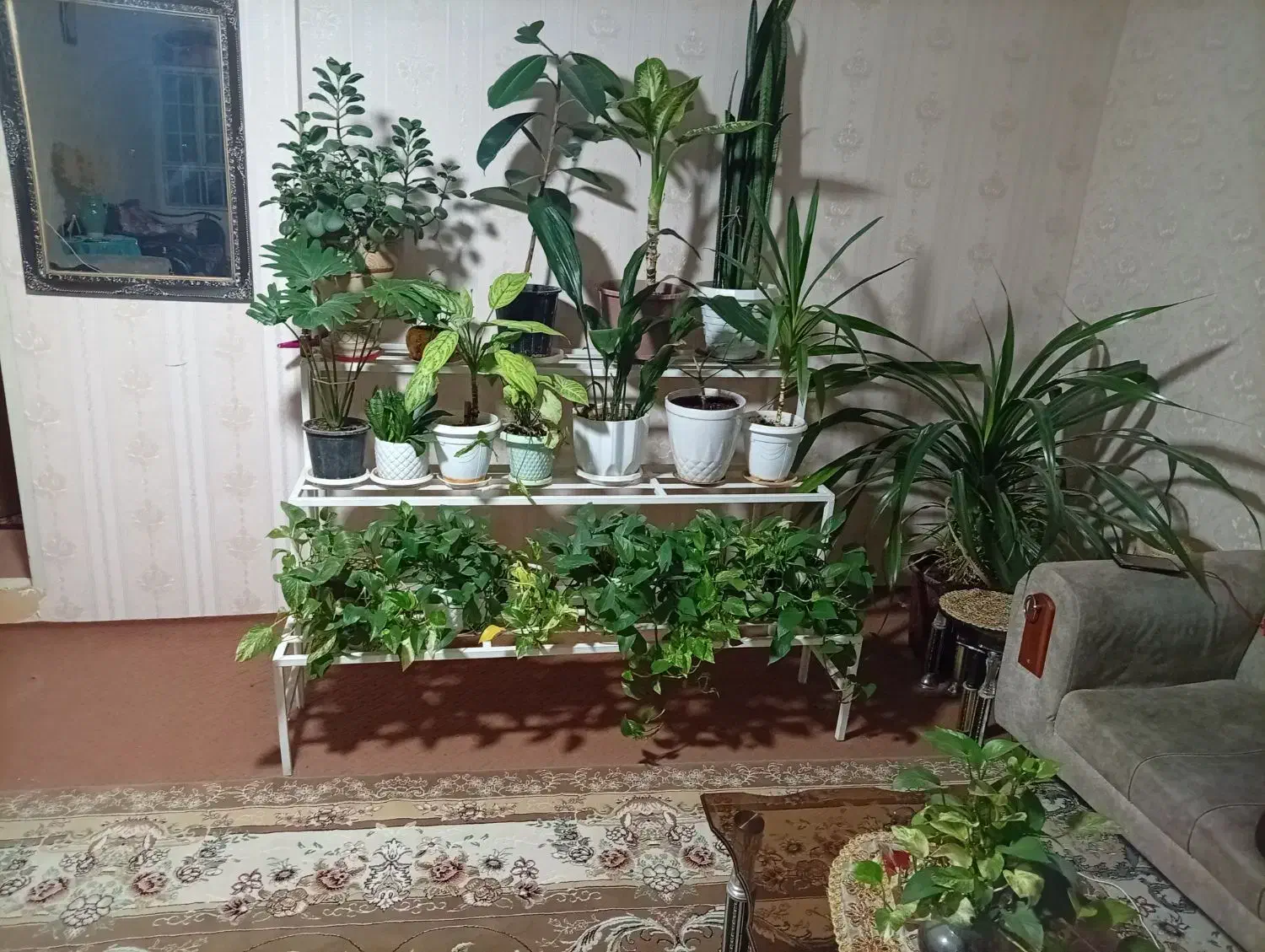 پا یه آهنی سه طبقه به رنگ سفید  و همراه تعدادی گل|گل و گیاه طبیعی|ابهر, |دیوار