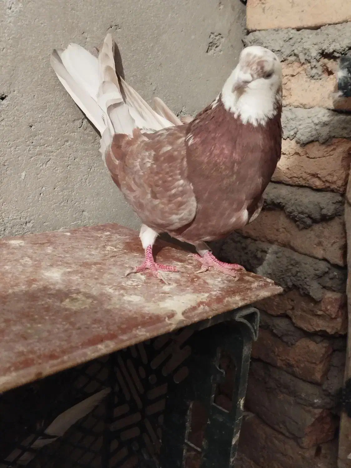 کبوتر|پرنده|مشگین شهر, |دیوار