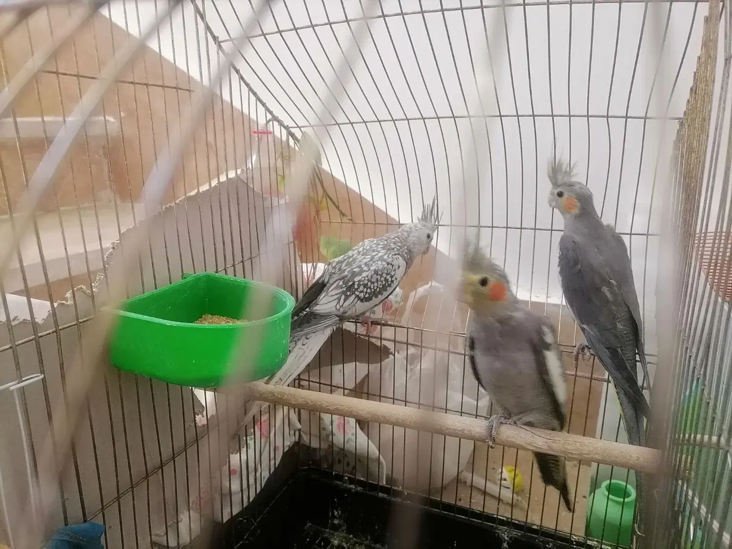 جوجه عروس هلندی|پرنده|نهبندان, |دیوار