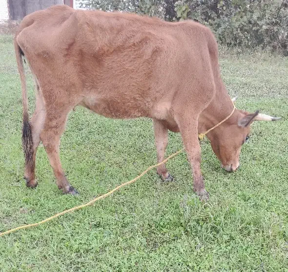 گاو گیل دورگ ۳ماه حامله|حیوانات مزرعه|رشت, حومه رشت|دیوار