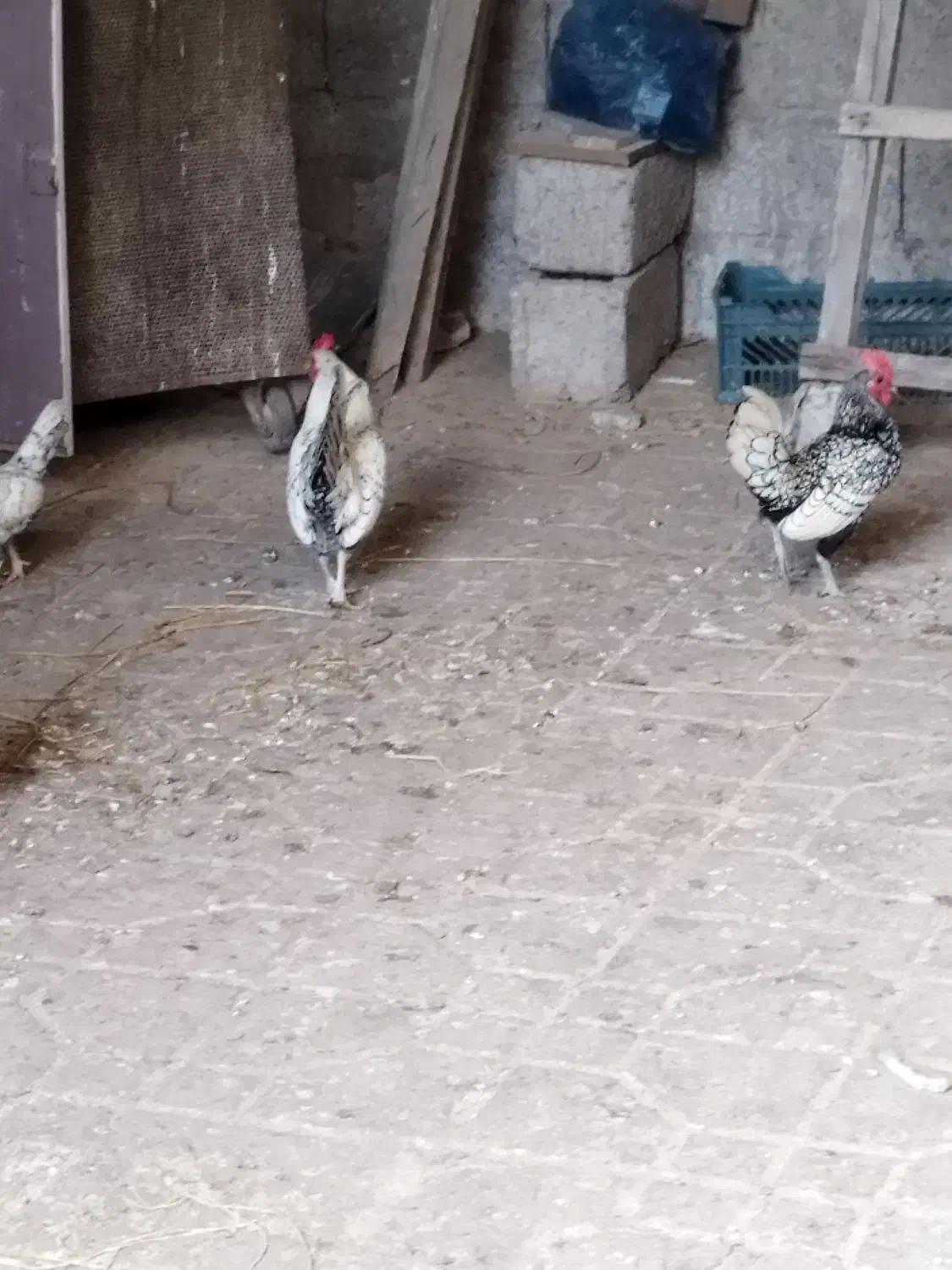 مرغ و خروس سبرایت|حیوانات مزرعه|آستانه اشرفیه, |دیوار