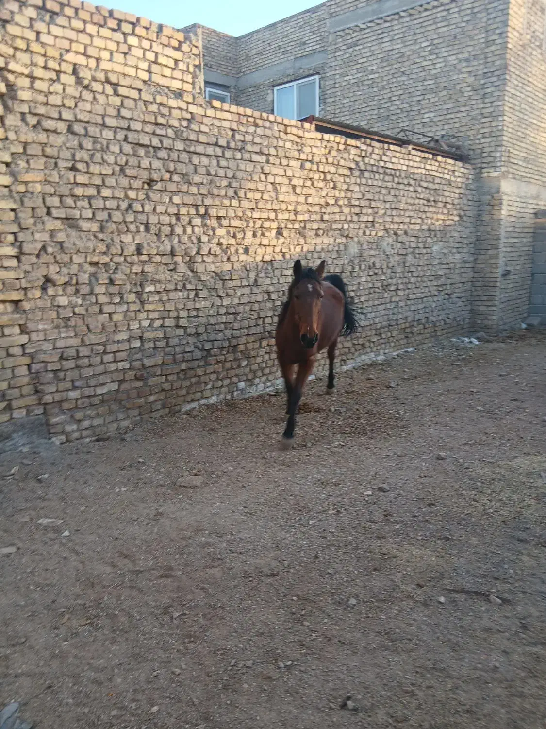 اسب|اسب و تجهیزات اسبسواری|میبد, |دیوار