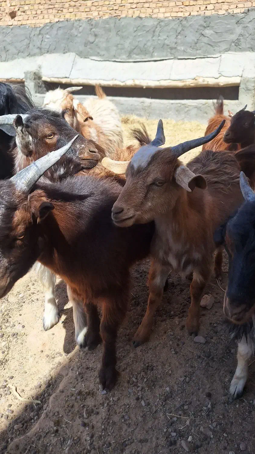 کره بزغاله|حیوانات مزرعه|مهریز, |دیوار