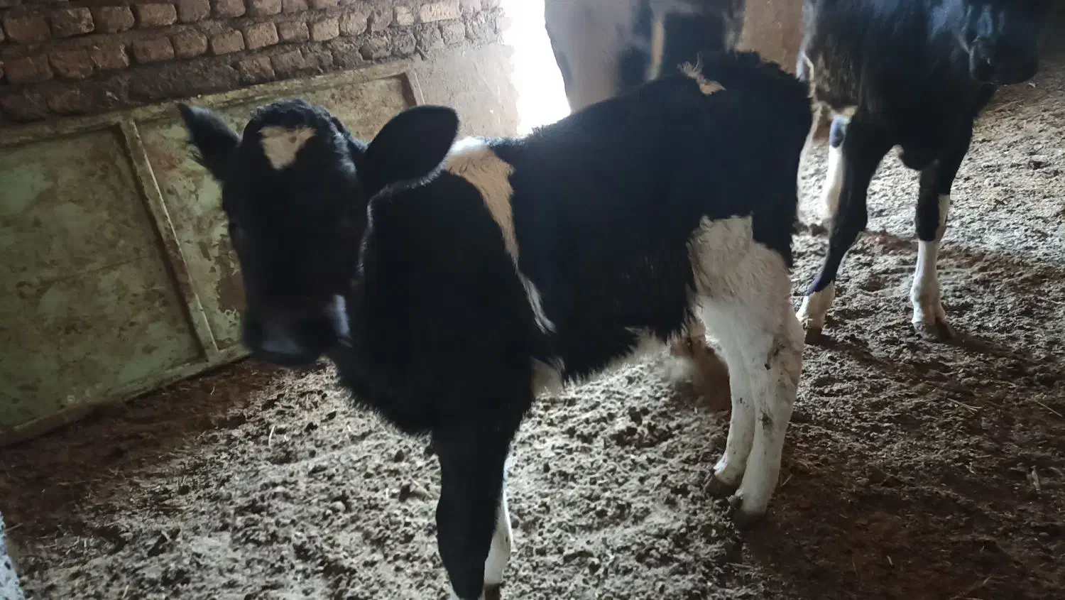 گوساله نر و ماده|حیوانات مزرعه|تربت جام, میان جام|دیوار