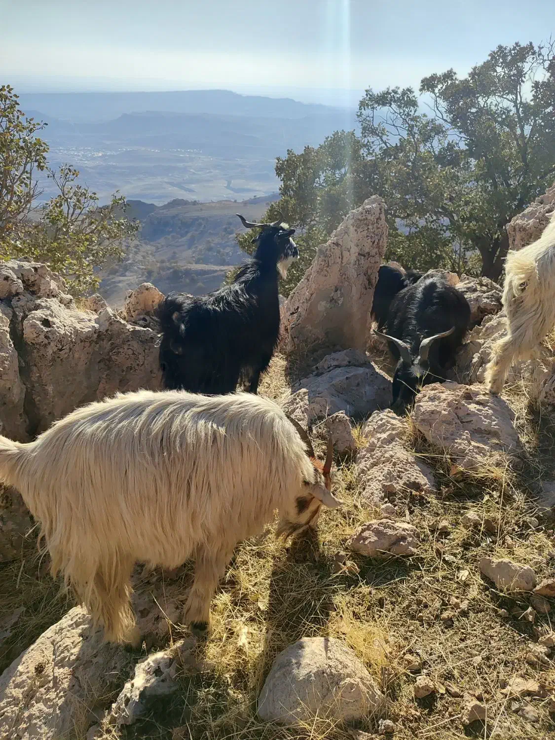 سی راس بز جوان|حیوانات مزرعه|اندیمشک, |دیوار