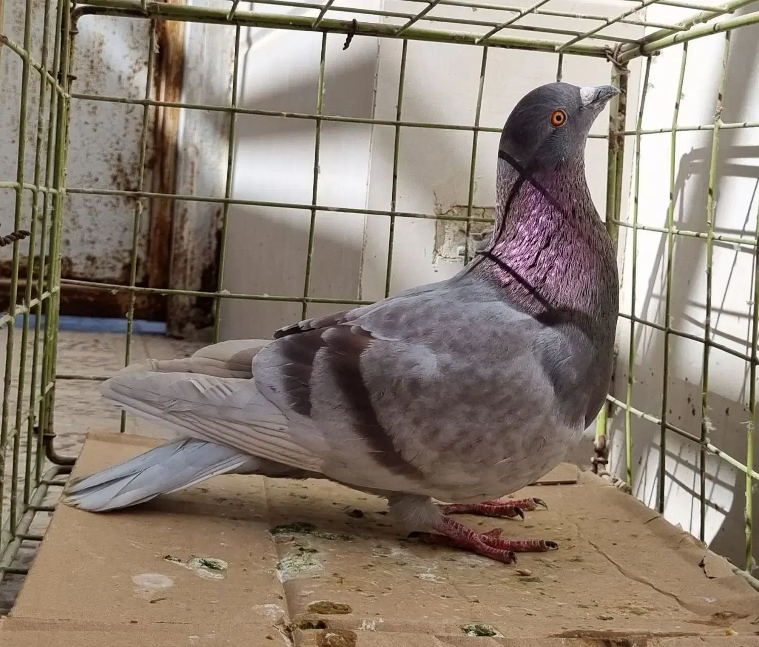 کبوتر نر|پرنده|خورموج, |دیوار