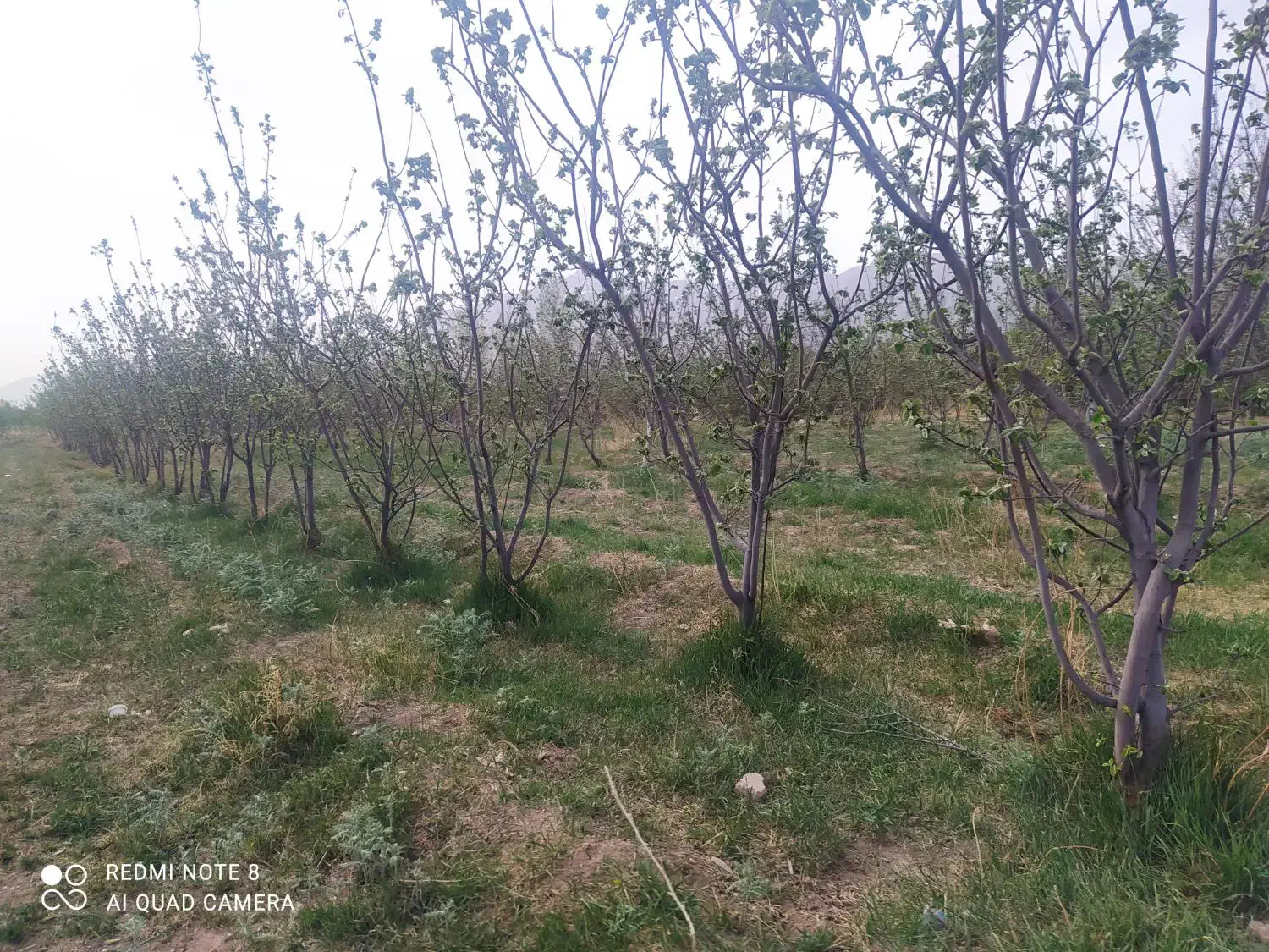 فروش باغ ویلایی|فروش خانه و ویلا|بوانات, |دیوار