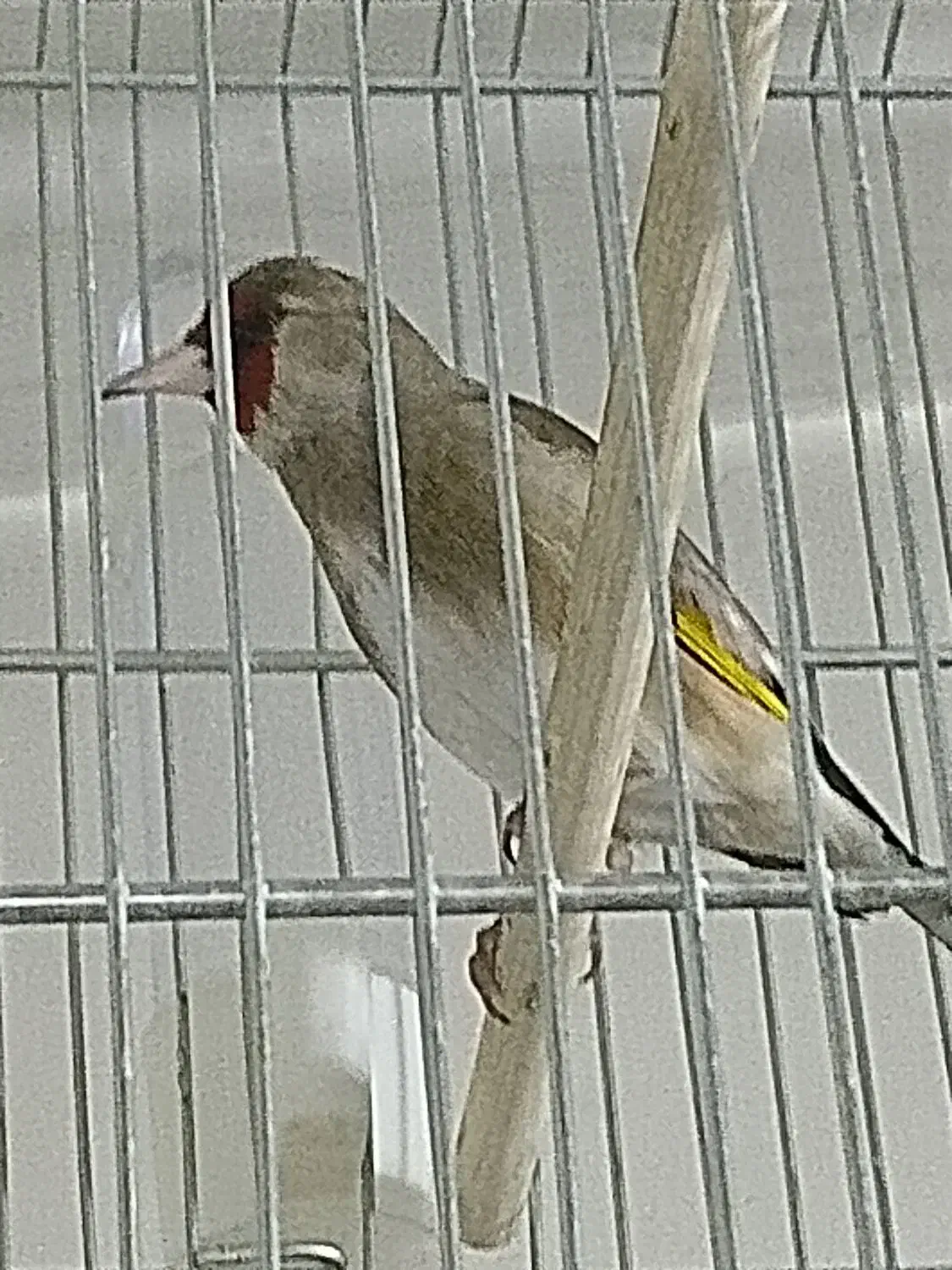 سهره دورگ کرمانی|پرنده|ری, صفاییه (چشمه علی)|دیوار