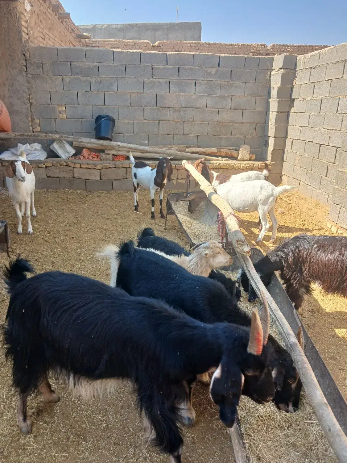 دام زنده|حیوانات مزرعه|آباده, |دیوار