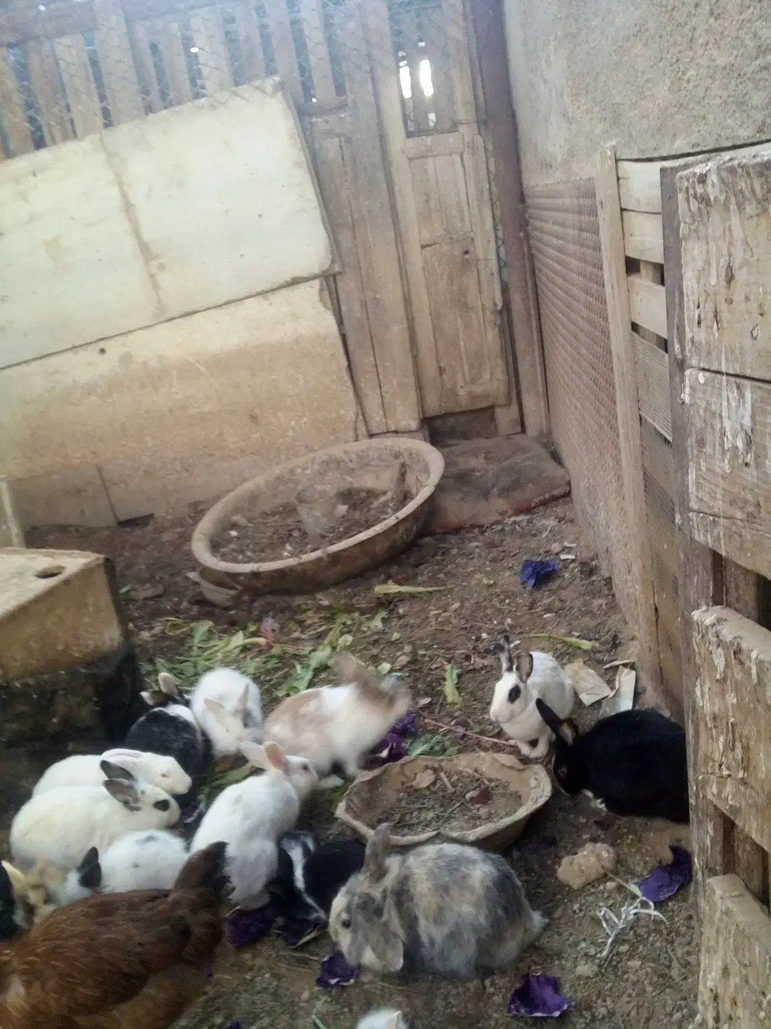 بچه خرگوش وخرگوش|موش و خرگوش|شیراز, بید زرد|دیوار