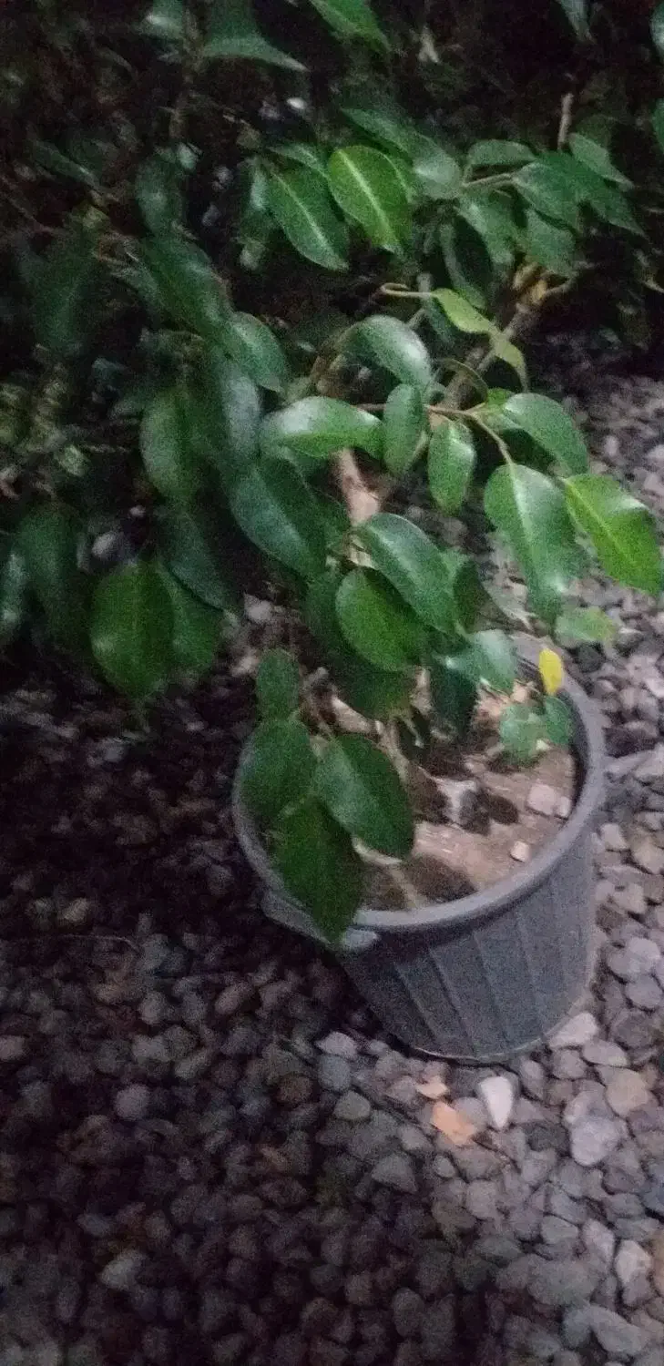 فروش  بنجامین ابلغ  و بلک  و یوکا  تنه دار .رخ زده|گل و گیاه طبیعی|نشتارود, |دیوار