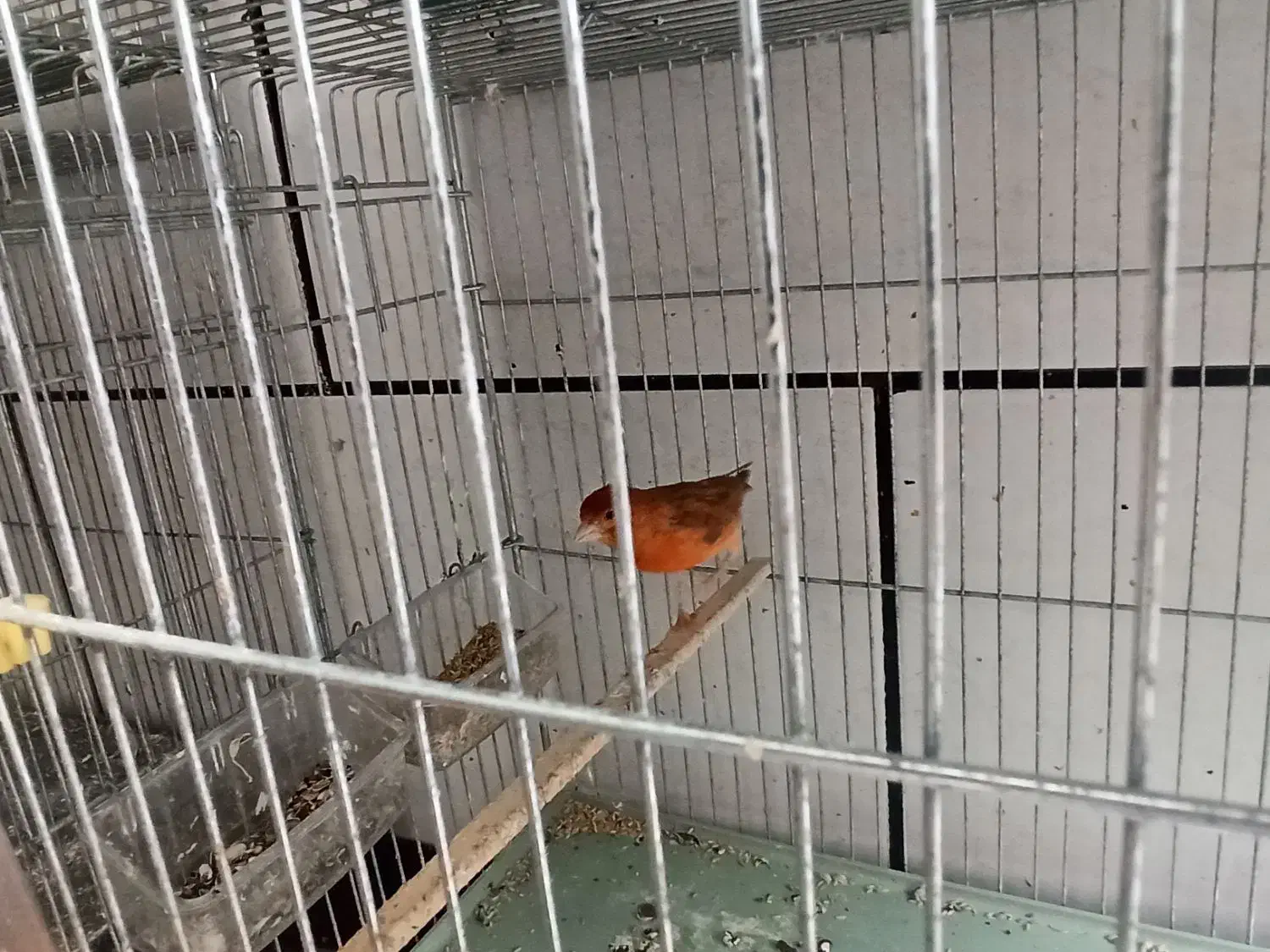 قناری سوخته نر ،جیبرنر،موزاییکی چهارگل دو جفت|پرنده|خرم‌آباد, |دیوار