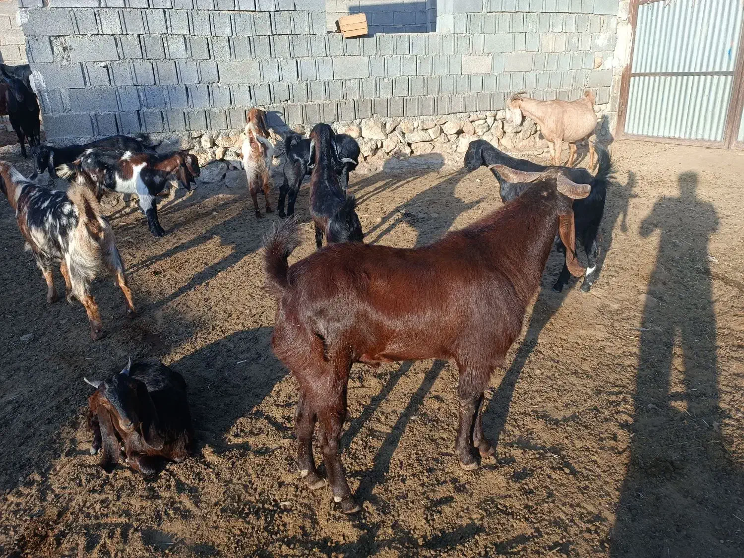 بازن|حیوانات مزرعه|کازرون, |دیوار