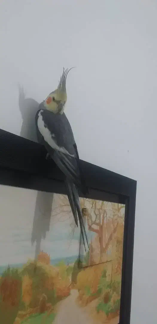 فروش عروس هلندی|پرنده|نی‌ریز, |دیوار