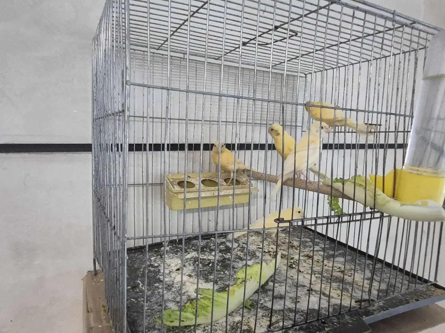 قناری|لوازم جانبی حیوانات|محمدیه-قزوین, |دیوار