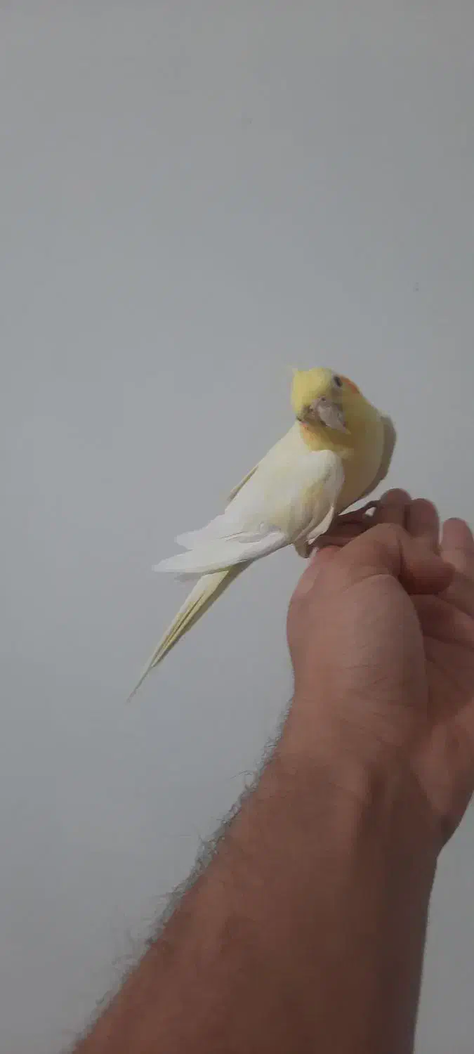 عروس هلندی لوتینو زعفرونی|پرنده|شیراز, فضلآباد|دیوار