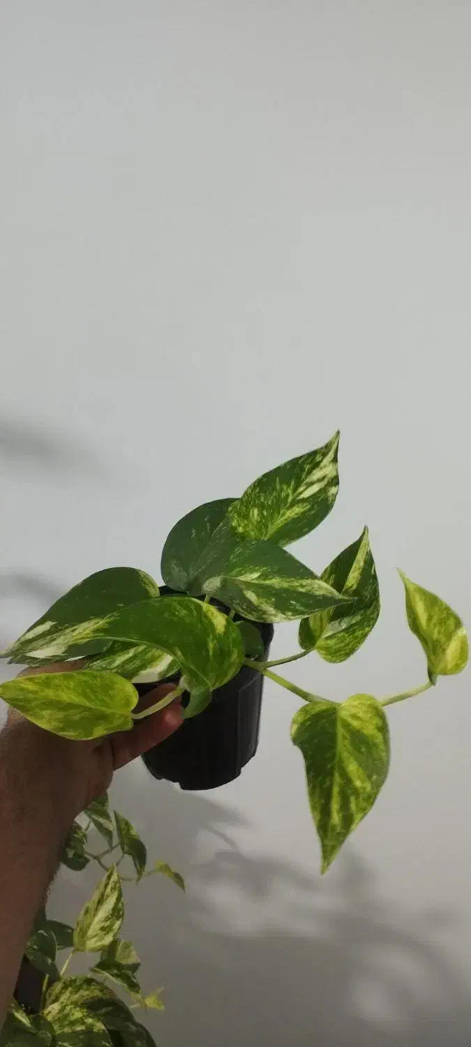 پتوس برگ پهن|گل و گیاه طبیعی|پرند, فاز ۶|دیوار