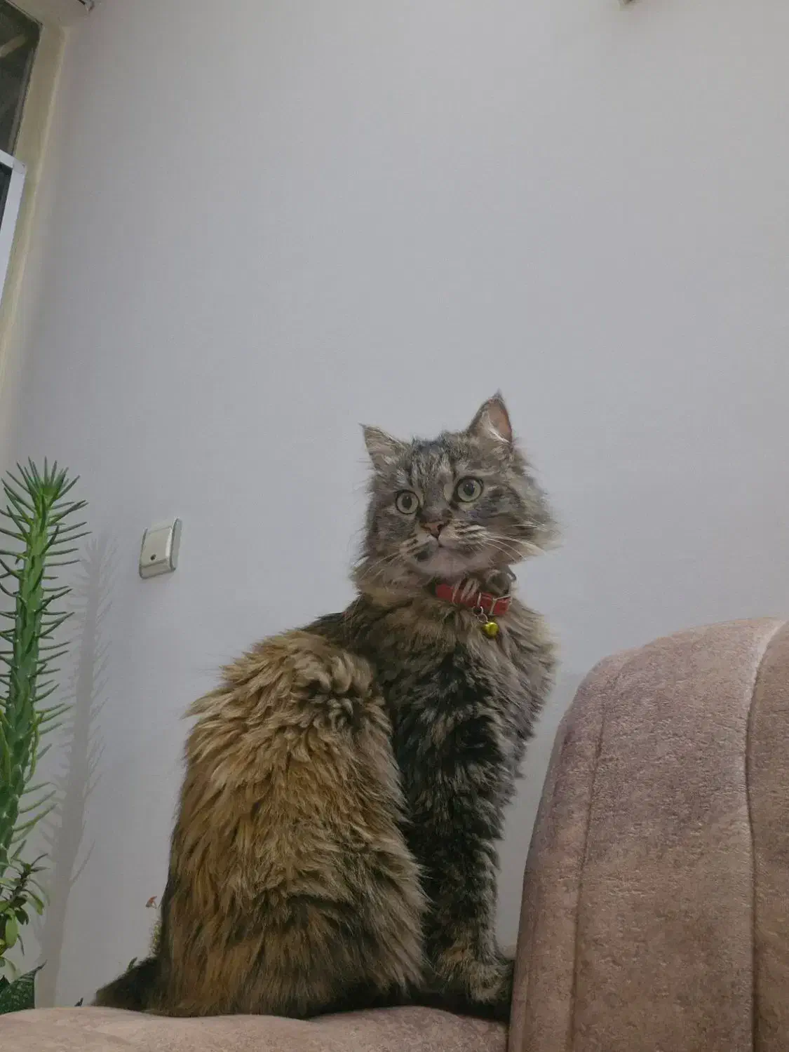 گربه گم شده|حیوانات|اراک, |دیوار