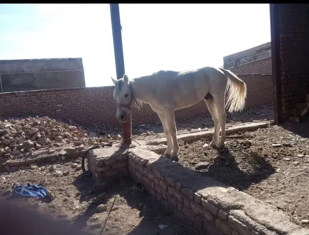 اسب|اسب و تجهیزات اسبسواری|بم, |دیوار