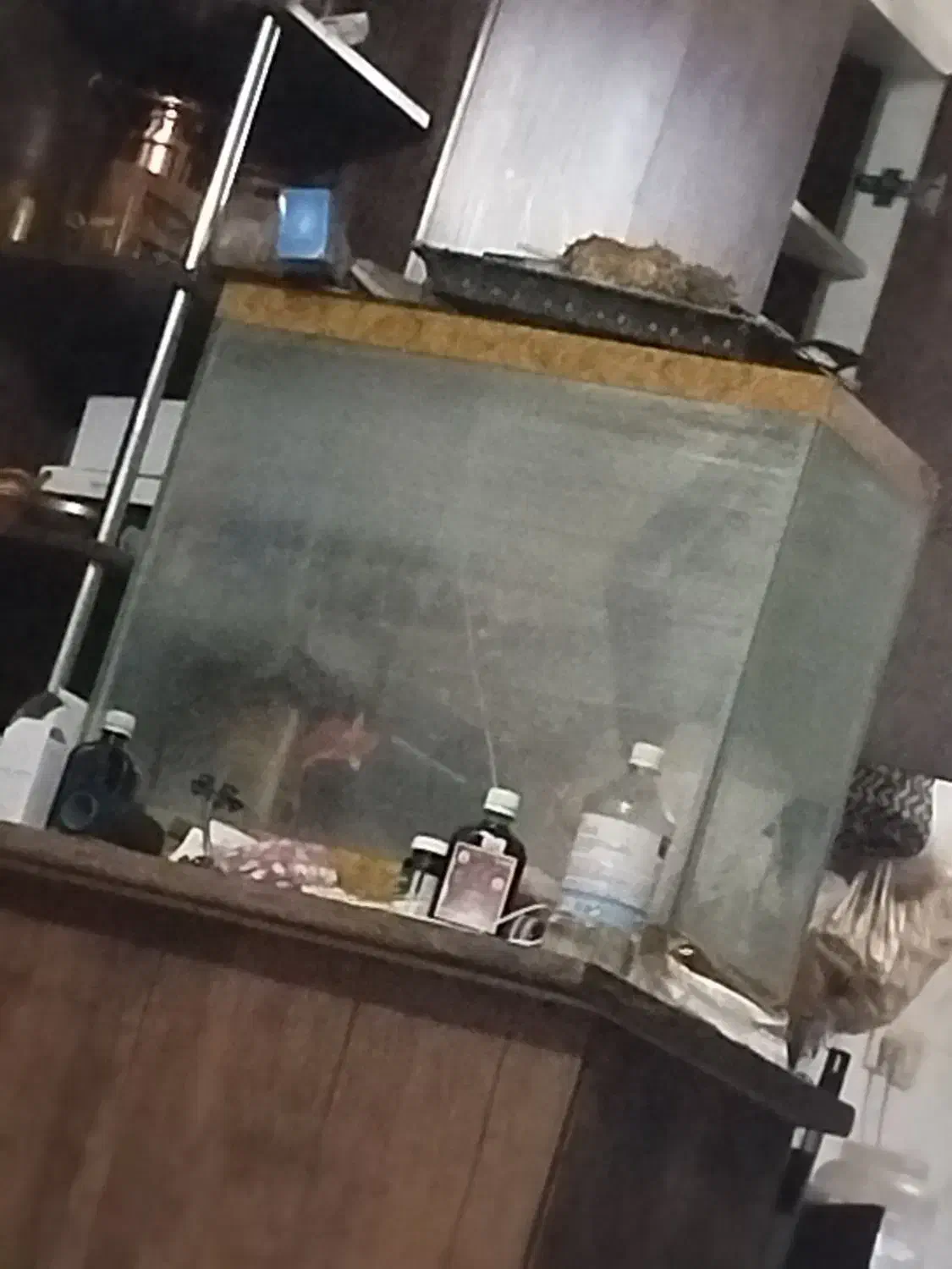 اکواریم دست دوم|ماهی|کرمان, |دیوار