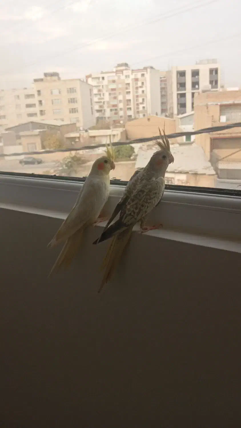 یه جفت عروس هلندی|پرنده|شیراز, فرهنگیان|دیوار