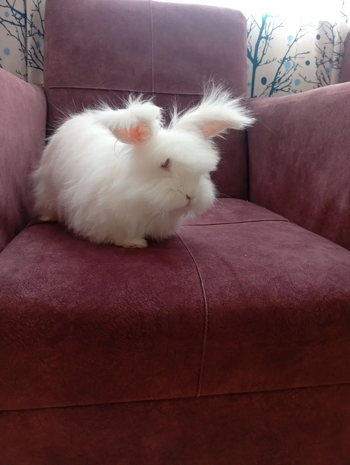 خرگوش لوپ و عروس هلندی|موش و خرگوش|یزد, |دیوار