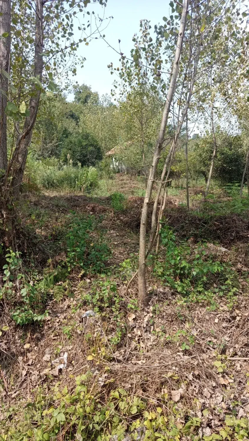 زمین بحر جاده اصلی|فروش زمین و ملک کلنگی|املش, |دیوار