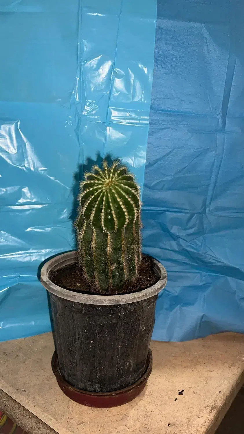 کاکتوس دم میمونی|گل و گیاه طبیعی|تهران, تهرانپارس غربی|دیوار