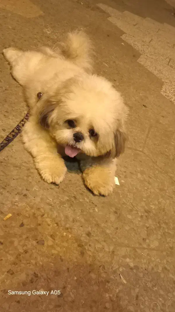 شیتزو فلت عروسکی نر 2ساله|سگ|آستانه اشرفیه, |دیوار