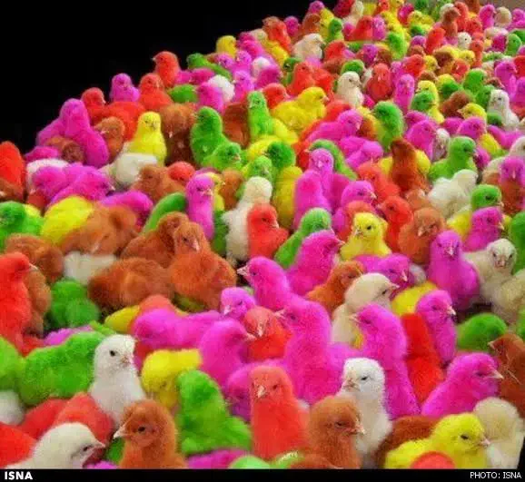 جوجه رنگی ،بومی ،ارک ارسال رایگان|حیوانات مزرعه|اصفهان, پوریای ولی|دیوار