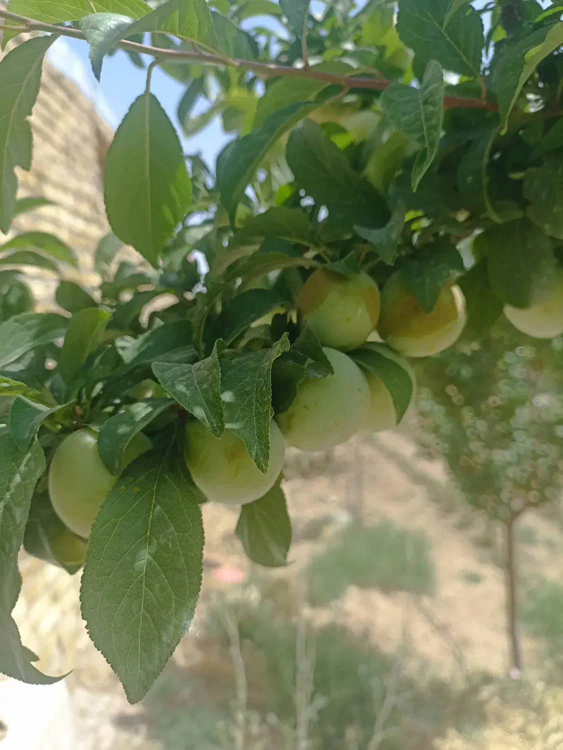 باغچه و تفرجگاه ویلایی|فروش خانه و ویلا|آبگرم, |دیوار