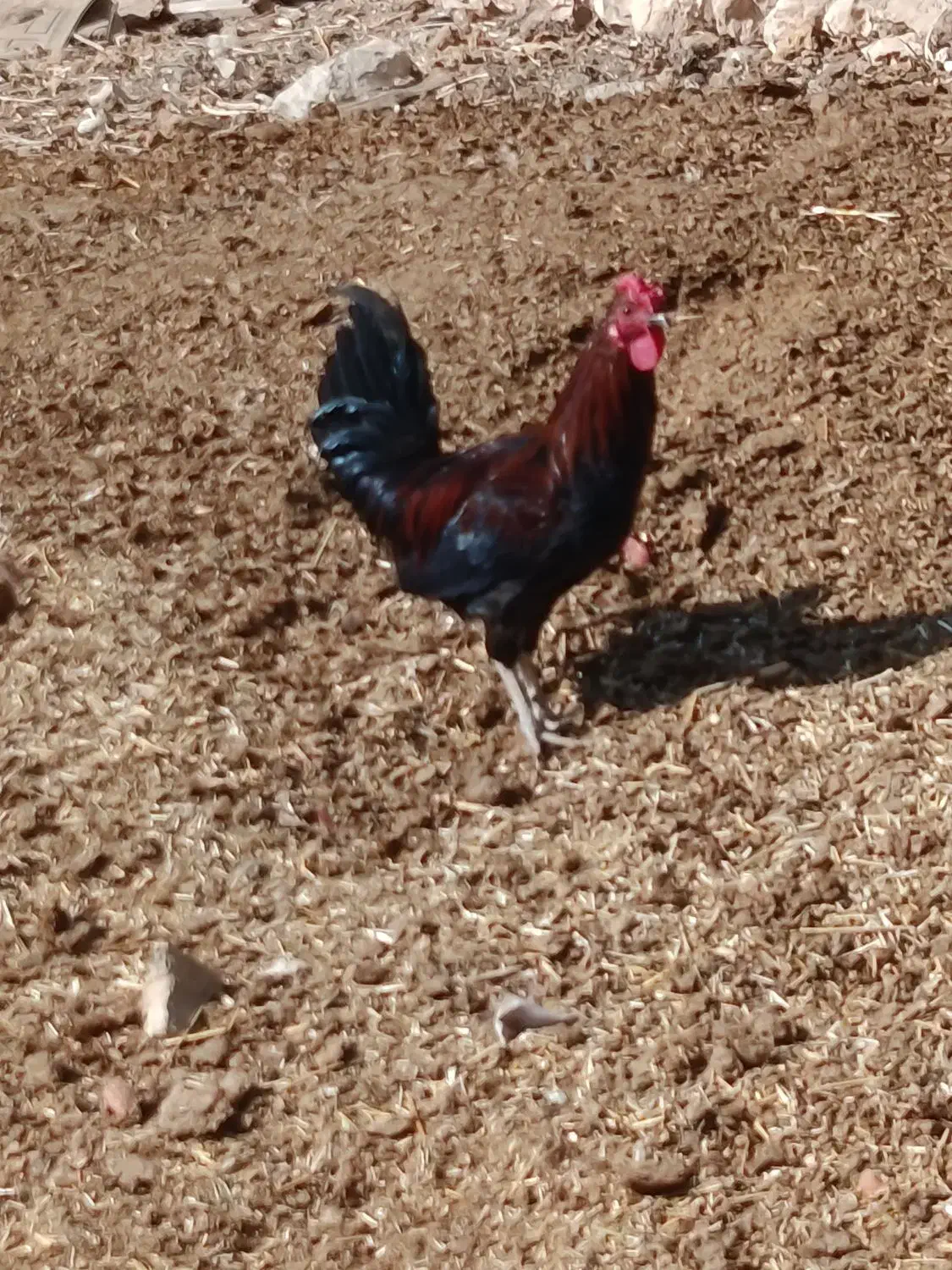 خروس|حیوانات مزرعه|قلعه شاهین, |دیوار