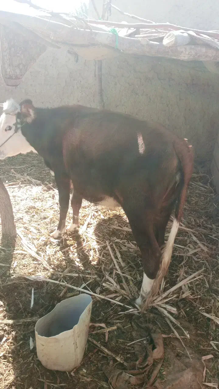 گاو فروشی شش هفت ماه که بارادر|حیوانات مزرعه|بیرک, |دیوار