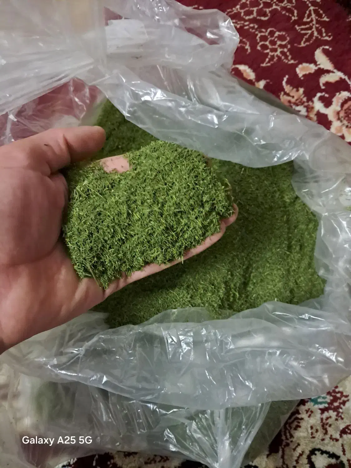 شوید|خوردنی و آشامیدنی|بروجرد, |دیوار