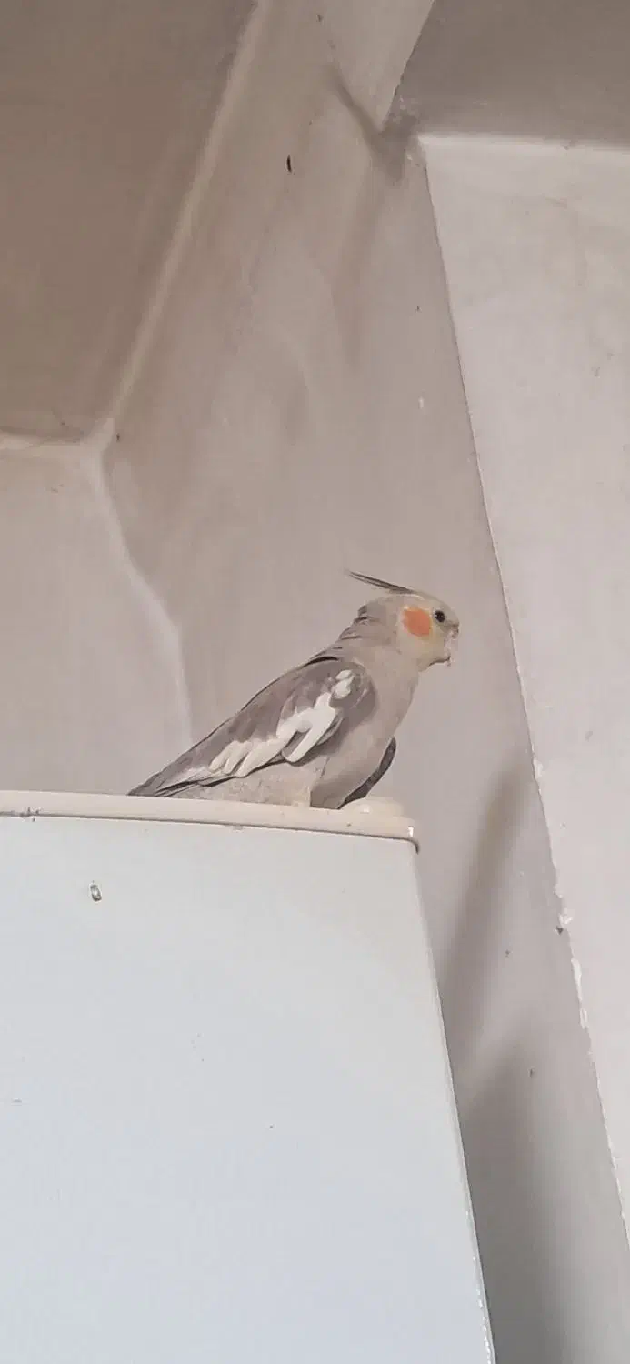 دو پرنده عروس هلندی نر و ماده|پرنده|نقده, |دیوار