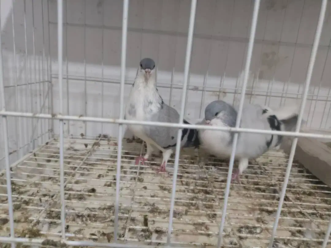 یه جفت بدرنگ|پرنده|قزوین, |دیوار