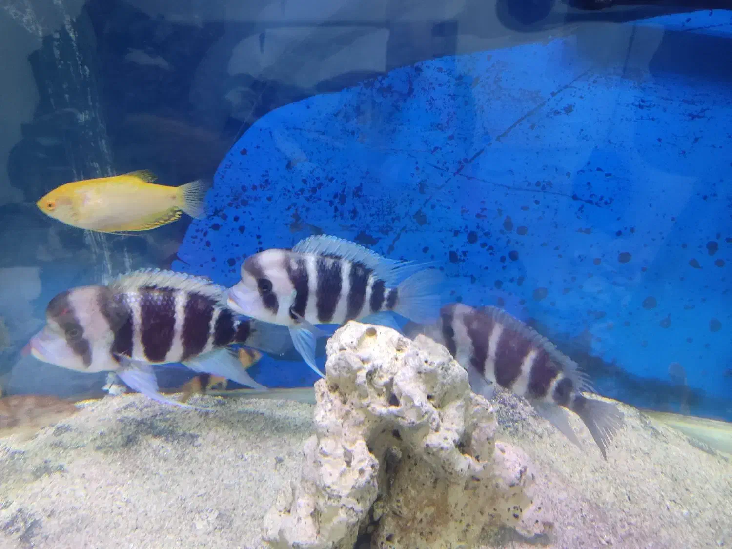 ماهی فرانتوزا|ماهی|رودهن, |دیوار