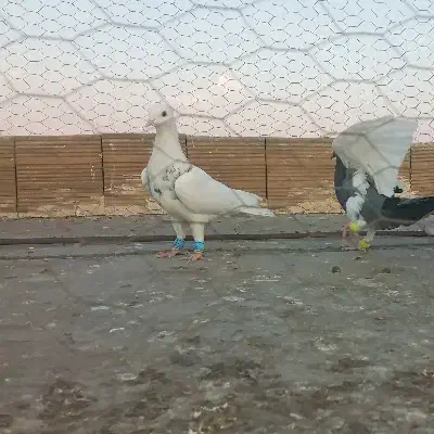 پرنده جوان رنگی خوب آینده دار قیمتمناسب|پرنده|اقبالیه, |دیوار