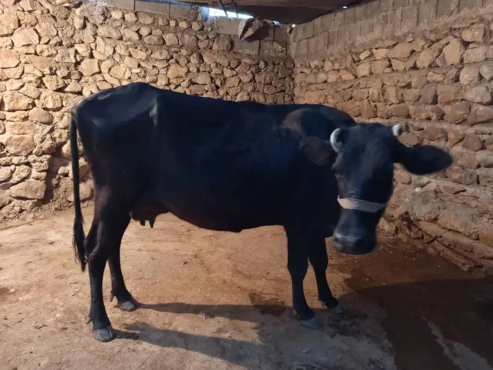 گاو آبستن|حیوانات مزرعه|چرام, |دیوار