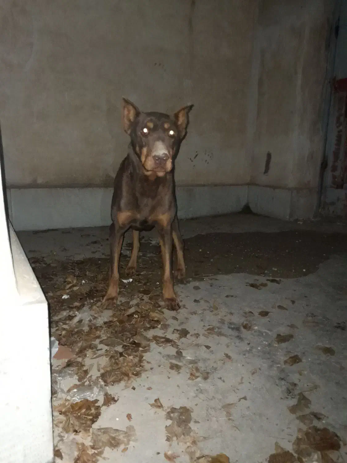 سگ دوبرمن نر اصل معاوضه|سگ|اشتهارد, |دیوار