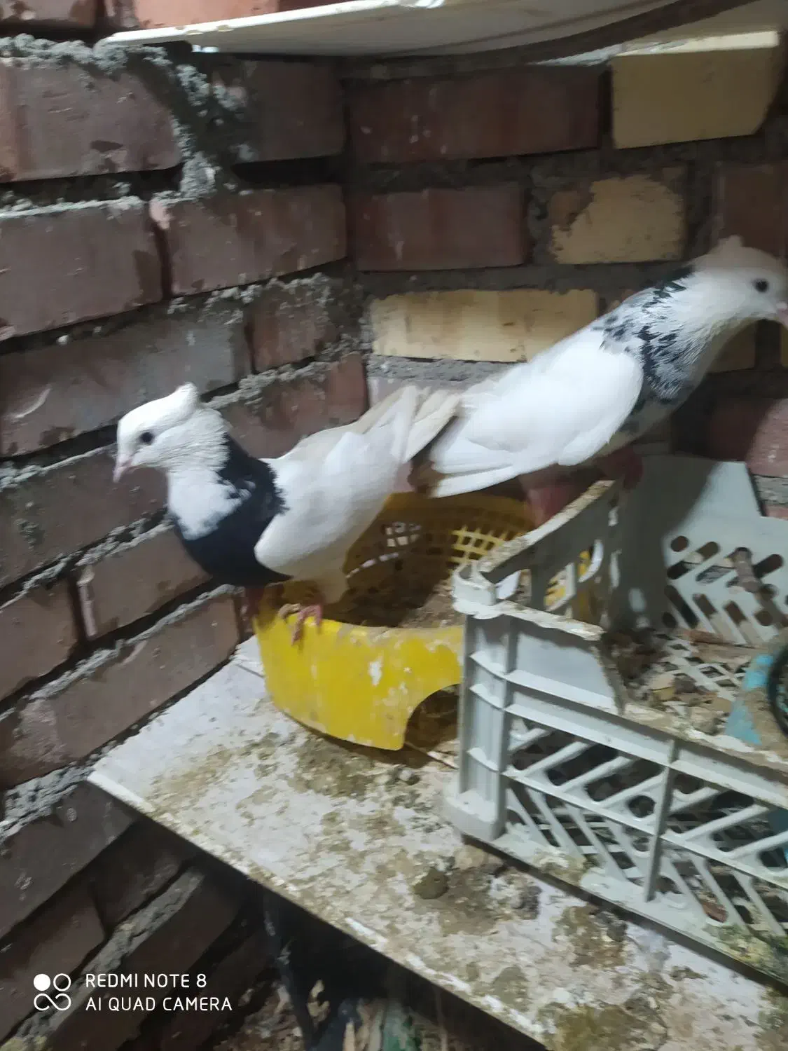 5 عددی کبوتر طوقی|پرنده|میاندوآب, |دیوار