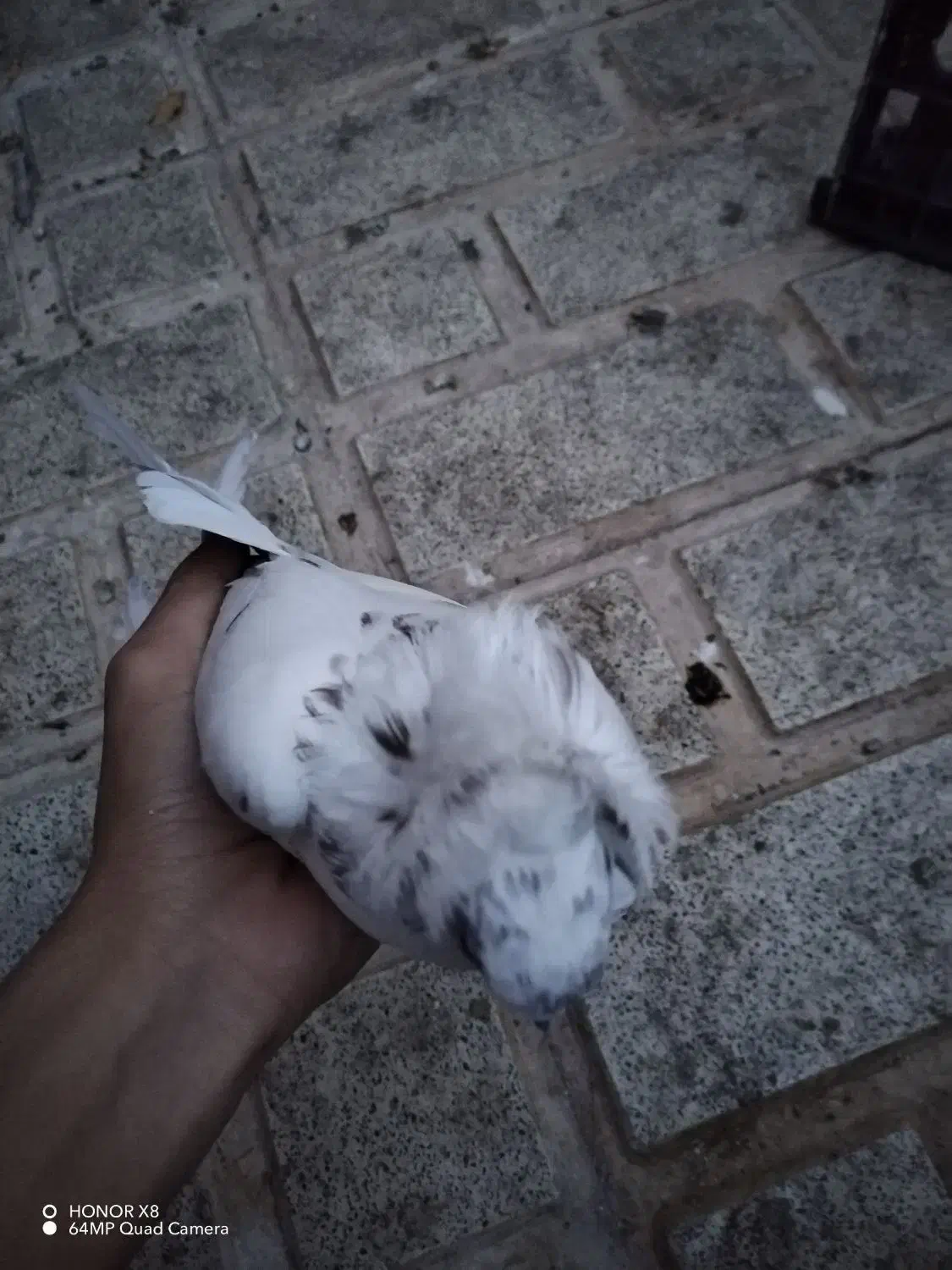 فروش3 کبوتر|پرنده|مهدی شهر, |دیوار