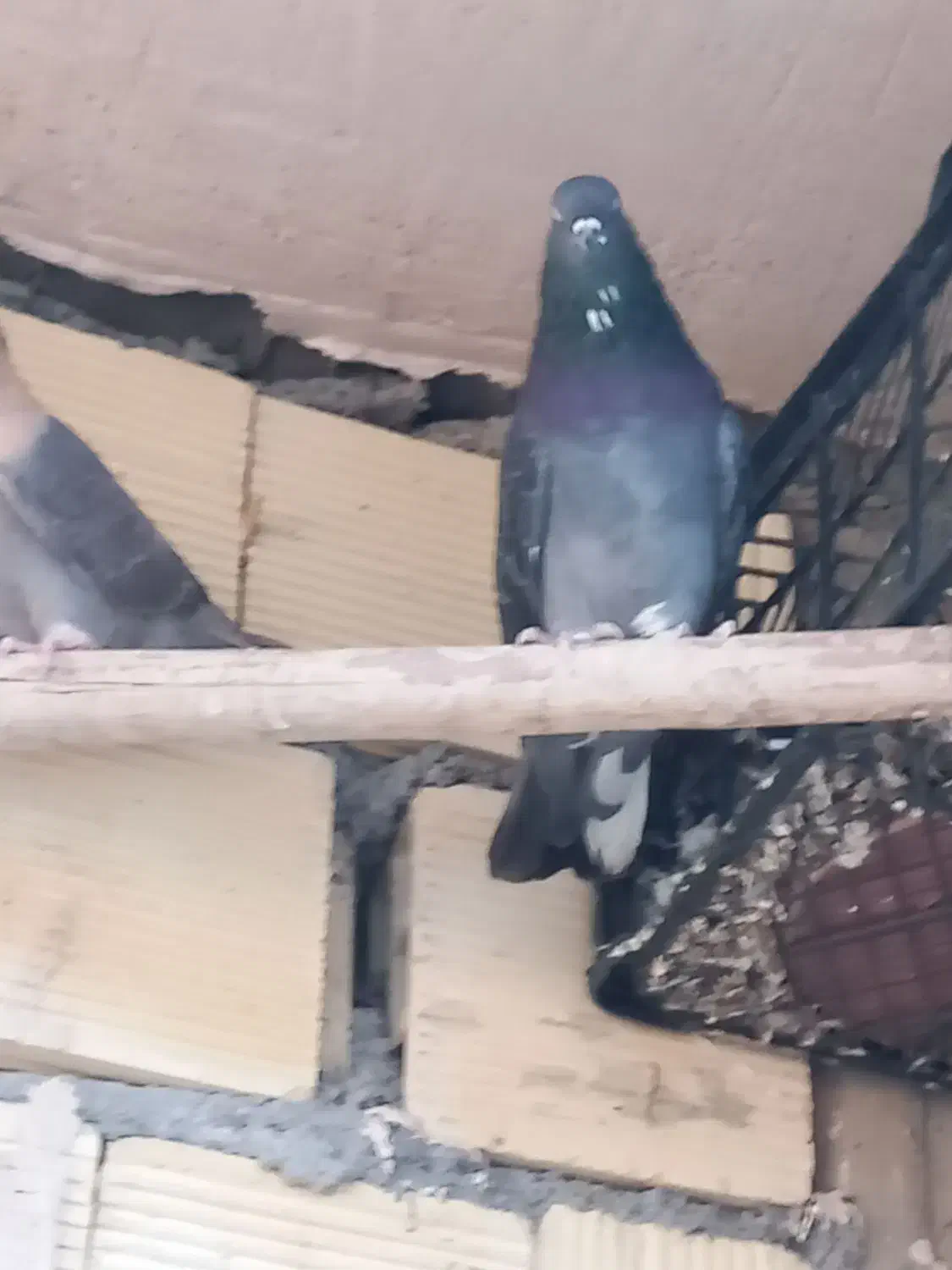 کبوتر|پرنده|زیباشهر, |دیوار